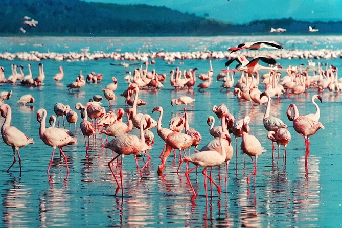 5 Days Masai Mara, Lake Nakuru & Naivasha Budget Joining Safari - Accommodation and Meals