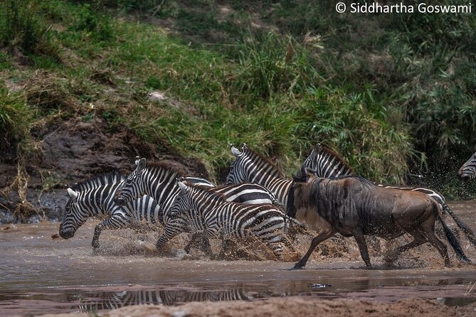 5 Days Masai Mara Wildebeest Migration Safari - Daily Safari Excursions
