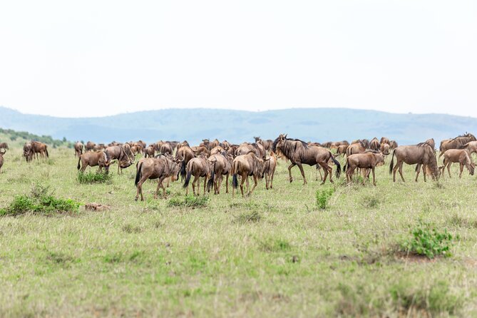 5 Days Masai Mara Wildebeest Migration Safari - Cancellation Policy