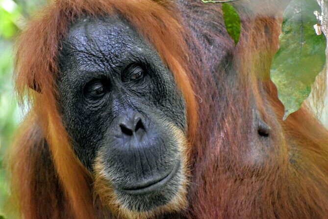 5 Days North Sumatra Adventure : Bukit Lawang & Mount Sibayak - Key Points