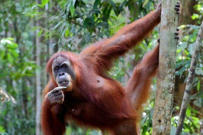 5 Days North Sumatra Adventure : Bukit Lawang & Mount Sibayak - An In-Depth Look at the 5-Day North Sumatra Tour