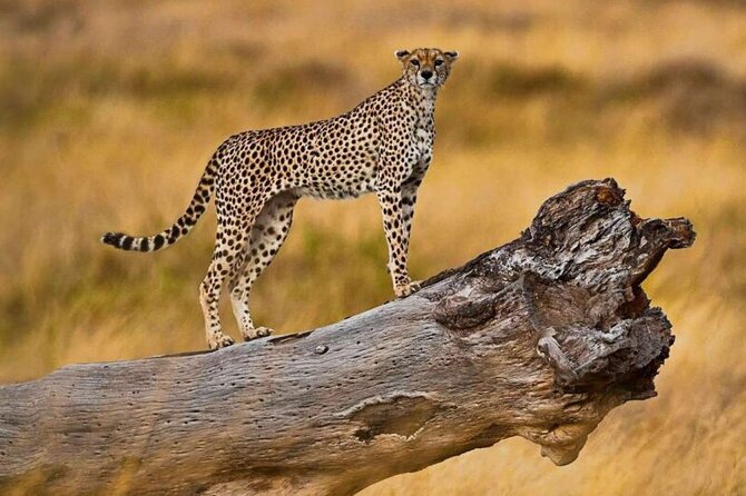 5 Days Northern Tanzania Budget Group Joining Safari - Traveler Information