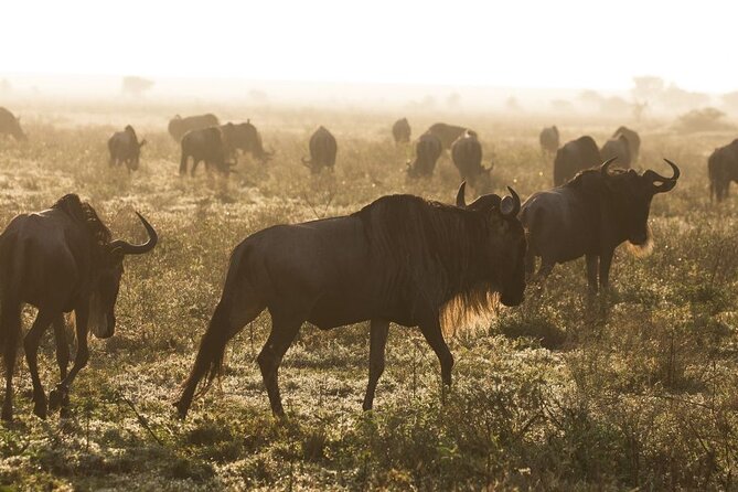 5 Days Northern Tanzania Budget Group Joining Safari - Pickup Details