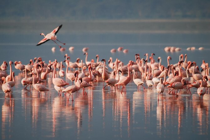5 Days Northern Tanzania Safari- Lodging - Nightly Rates