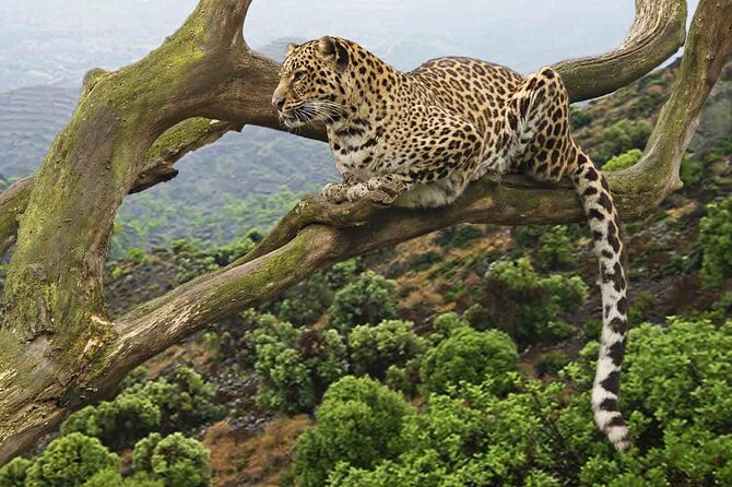 5 Days Nothern Tanzania Camping Safari - Pickup and Accessibility