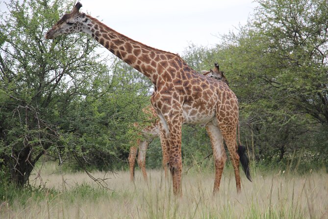5 Days Nothern Tanzania Camping Safari - Booking Process