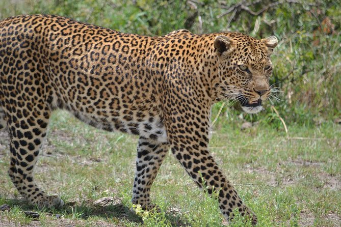 5 Days Ol Pejeta-Lake Nakuru-Masai Mara Mid-Range 4 X 4 Jeep Tour - Discovering Lake Nakuru National Park