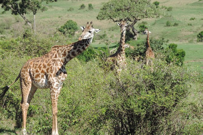 5 Days Ol Pejeta-Lake Nakuru-Masai Mara Mid-Range 4 X 4 Jeep Tour - Accommodations and Dining