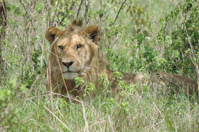 5 Days Ol Pejeta-Lake Nakuru-Masai Mara Mid-Range 4 X 4 Jeep Tour - Tour Inclusions and Accessibility