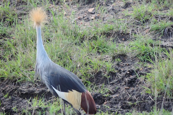 5 Days Ol Pejeta-Lake Nakuru-Masai Mara Mid-Range 4 X 4 Jeep Tour - Booking and Cancellation Policy