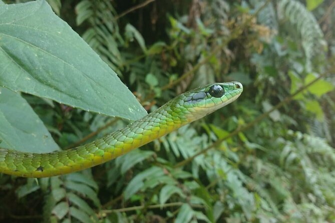 5-Days Private Manu Jungle Tour With Waterfalls and Hot Springs - Highlights of the Tour
