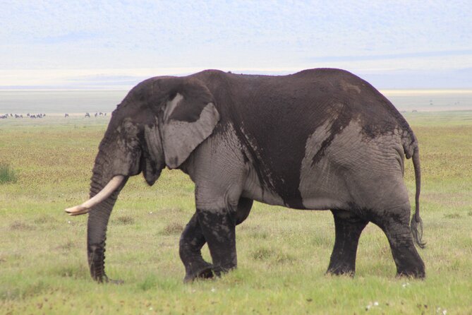 5-Days Private Tanzania Safari Tour - Key Points