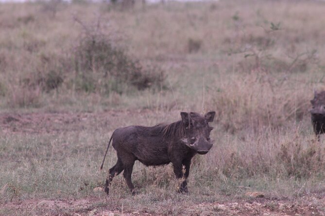 5-Days Private Tanzania Safari Tour - Pickup Information