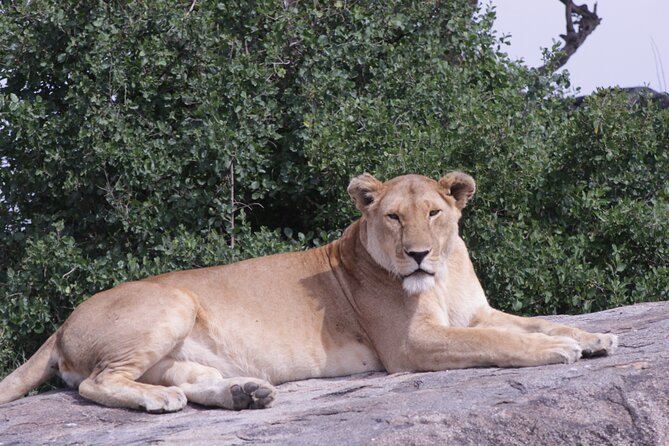 5-Days Private Tanzania Safari Tour - Cancellation Policy