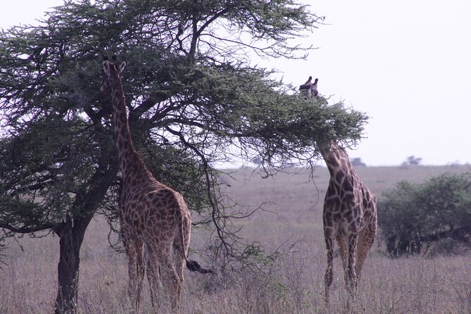 5-Days Private Tanzania Safari Tour - Positive Reviews