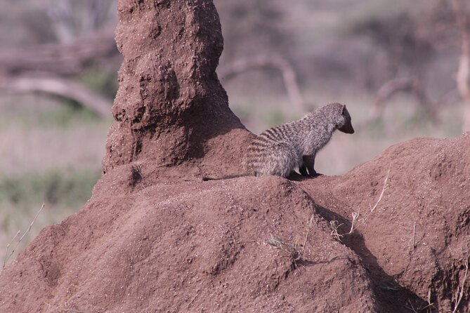 5-Days Private Tanzania Safari Tour - Destination Highlights