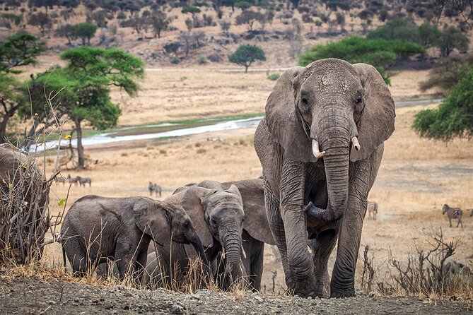 5 Days Private Tarangire, Serengeti, Ngorongoro, Manyara Safaris - Inclusions