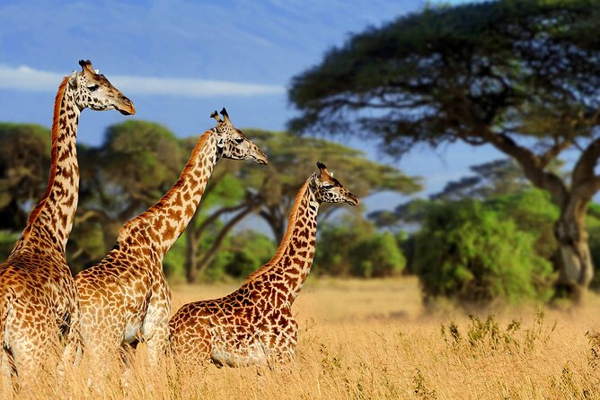 5 Days Private Tarangire, Serengeti, Ngorongoro, Manyara Safaris - Accessibility