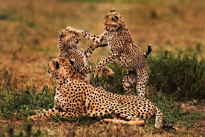 5 Days Private Tarangire, Serengeti, Ngorongoro, Manyara Safaris - Wildlife Sightings