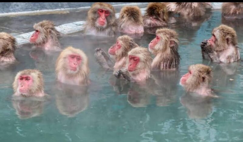 5-Days Private Tour Tokyo, Mt Fuji, Nikko, Hakone and Nagano - Encountering Snow Monkeys in Nagano