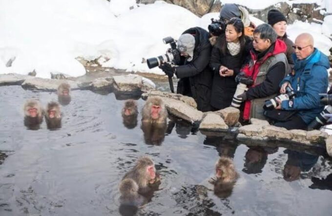 5-Days Private Tour Tokyo, Mt Fuji, Nikko, Hakone and Nagano - Tour Inclusions and Exclusions