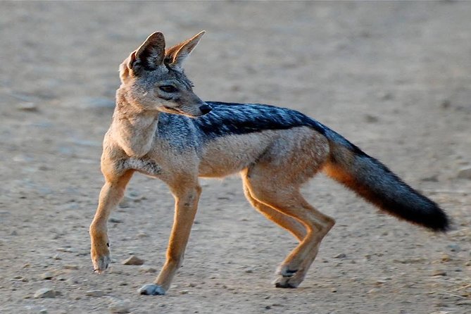 5 Days Ruaha National Park Safari - Meal Inclusions