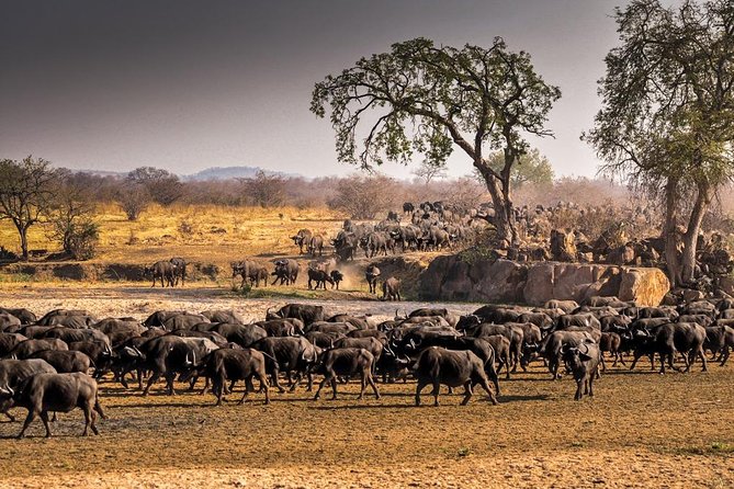 5 Days Ruaha National Park Safari - Meeting and Pickup