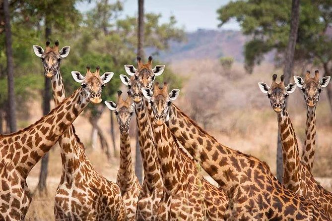 5 Days Ruaha National Park Safari - Pricing and Guarantee