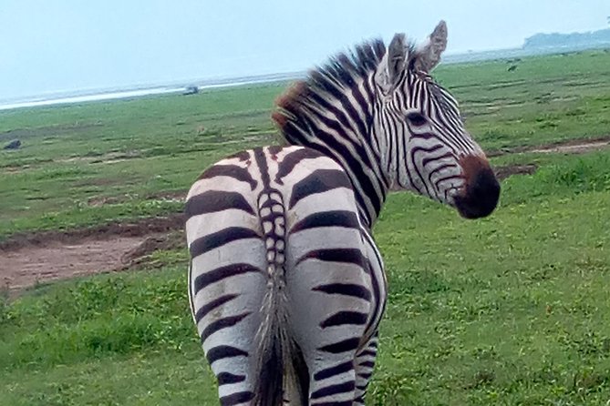 5 Days Safari From Dar Es Salaam to Tarangire NP, Manyara NP & Ngorongoro Crater - Highlights of Tarangire National Park