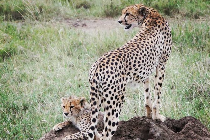 5 Days Safari, Hiking & Culture (Serengeti & Kilimanjaro) - Catered Meals and Amenities