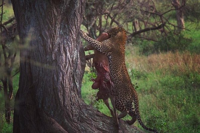 5 Days Safari, Hiking & Culture (Serengeti & Kilimanjaro) - Pickup and Additional Information