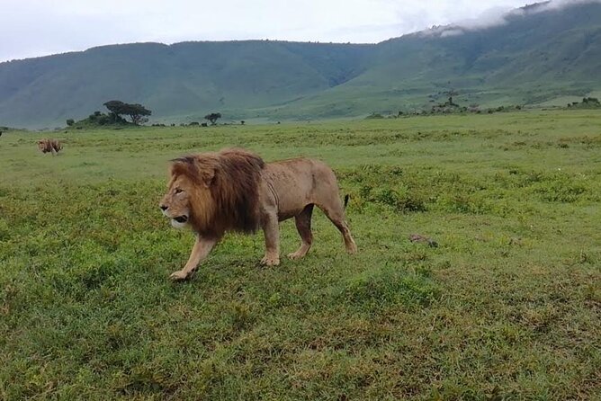 5 Days Safari In Serengeti And Ngorongoro - Transportation and Equipment