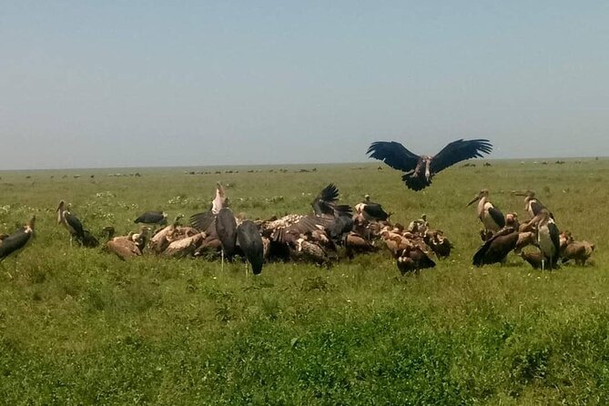 5 Days Safari In Serengeti And Ngorongoro - Accessibility and Participation