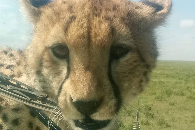 5 Days Safari In Serengeti And Ngorongoro - Itinerary and Activities
