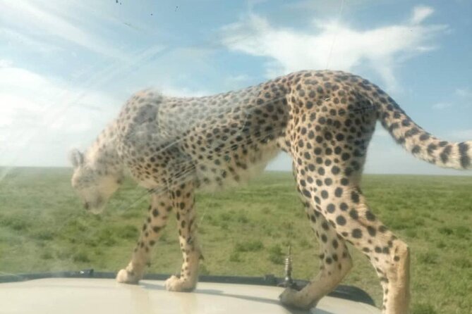5 Days Safari In Serengeti And Ngorongoro - Pricing and Cancellation Policy