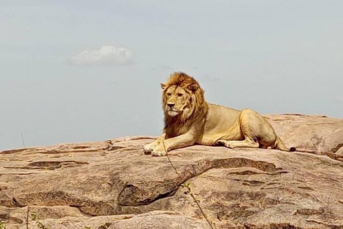 5 Days Safari In Serengeti And Ngorongoro - Customer Reviews