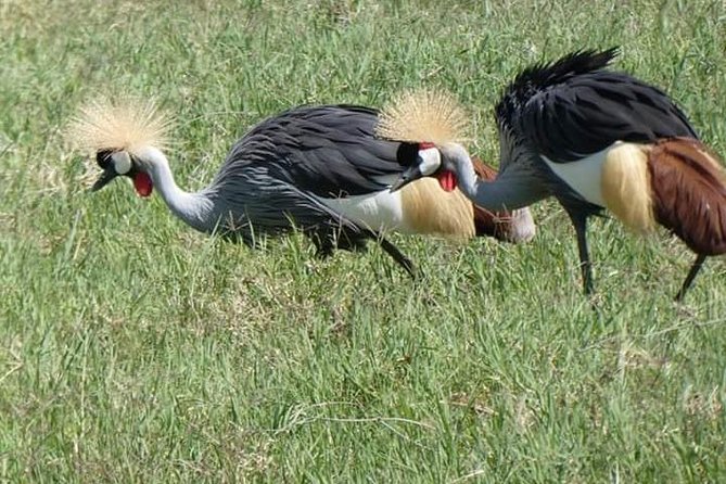 5 Days Safari Itinerary, Delight With Camping Game Drives in 3 National Parks - Camping Experience