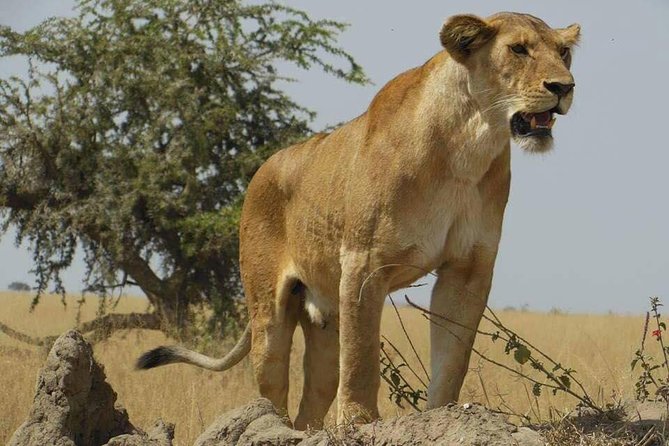 5 Days Safari Itinerary, Delight With Camping Game Drives in 3 National Parks - Game Drive Schedule