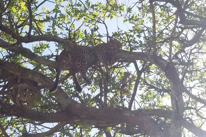 5 Days Safari Itinerary, Delight With Camping Game Drives in 3 National Parks - Customer Reviews