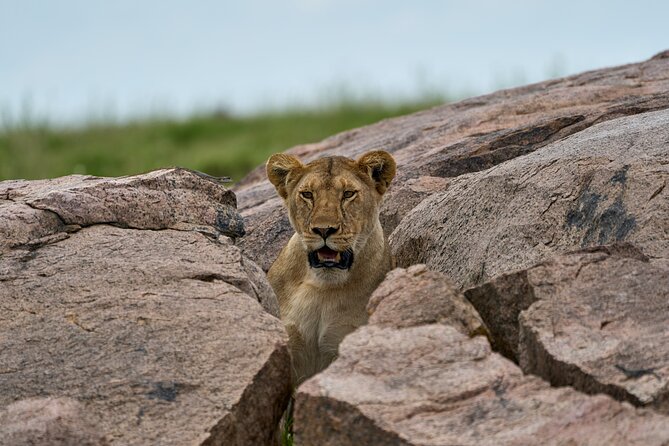 5 Days Safari Northern Circuit Of Tanzania - Pickup and Starting Time