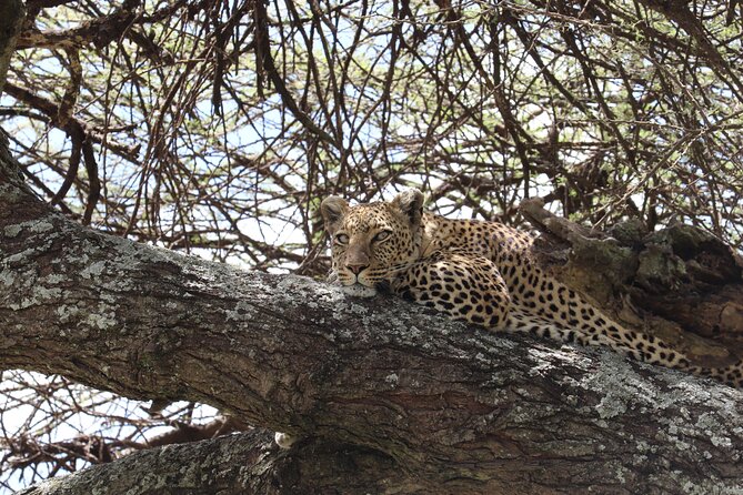 5 Days Safari Northern Circuit Of Tanzania - Traveler Considerations