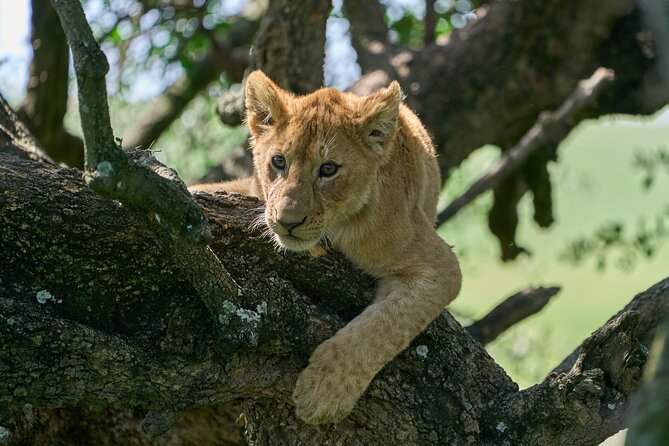 5 Days Safari Northern Circuit Of Tanzania - Wildlife Encounters