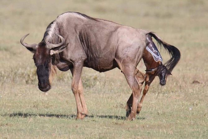 5 Days Safari Selous GR and Mikumi NP - Key Points