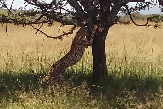 5 Days Safari to Aberdare N/P, Nakuru N/P and Maasai Mara N/R. - Reviews