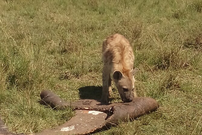 5 Days Safari to Amboseli N/P, Lake Naivasha, Maasai Mara N/R. - Transportation and Lodging