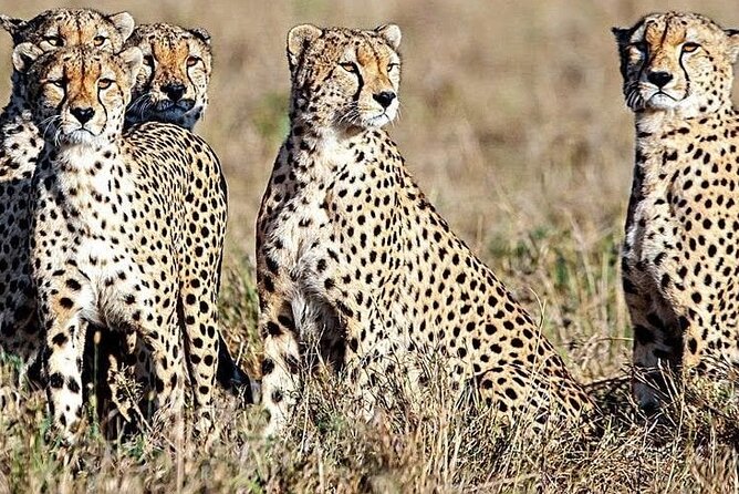 5 Days Safari to Amboseli N/P, Lake Naivasha, Maasai Mara N/R. - Tour Customization