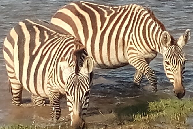5 Days Safari to Amboseli N/P, Lake Naivasha, Maasai Mara N/R. - Accessibility Considerations
