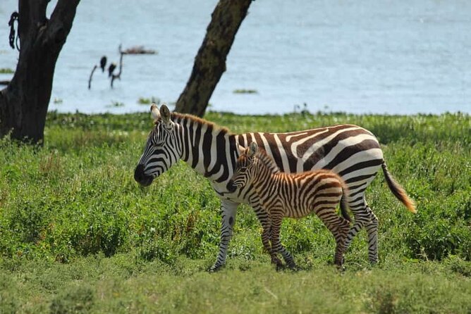 5 Days Safari to Amboseli N/P, Lake Naivasha, Maasai Mara N/R. - Cost and Pricing