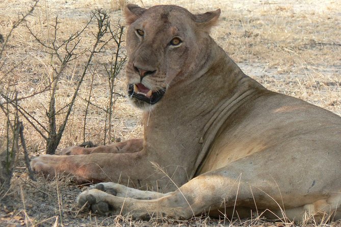 5 Days Safari to Selous & Mikumi - Meeting and Pickup