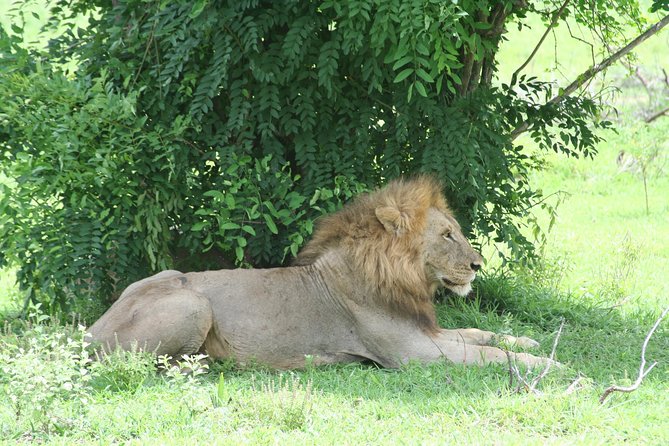 5 Days Safari to Selous & Mikumi - Wildlife Encounters